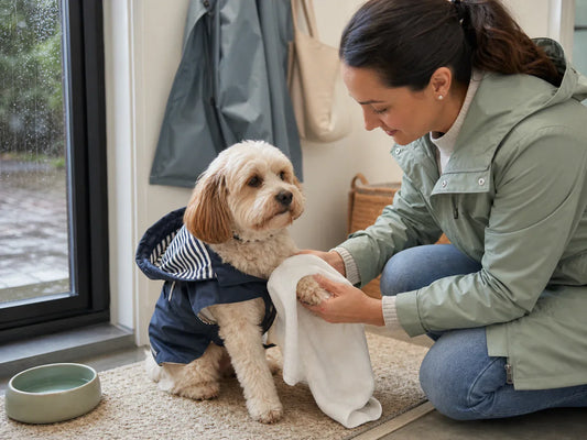 Should Dogs Wear Rain Boots?
