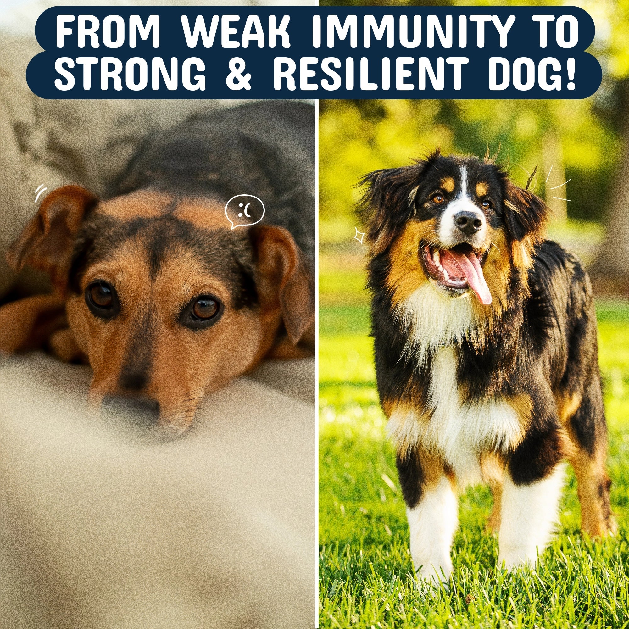Good Doggo Recovery Bundle